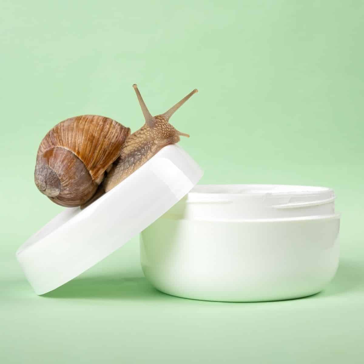 mucina de caracol